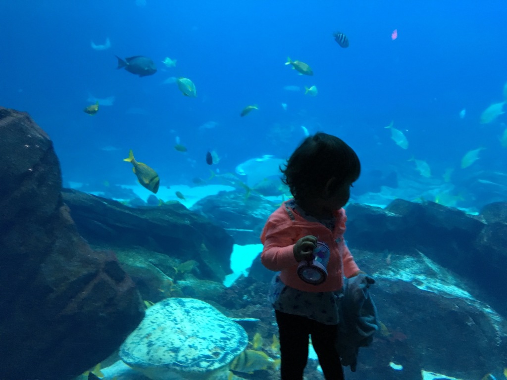 Izzie at the Aquarium 